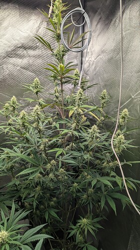 Growreport Bild 1