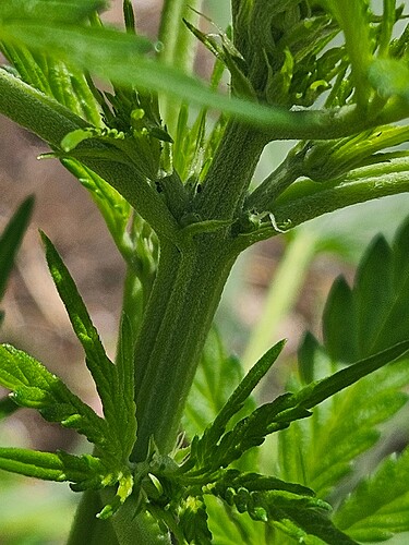 Growreport Bild 9