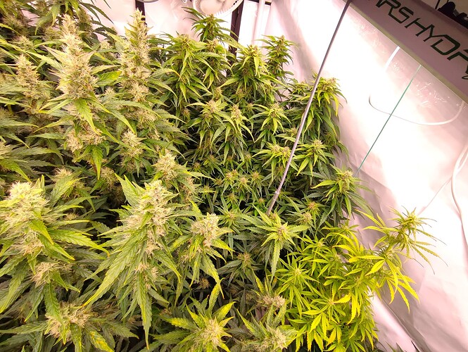 Growreport Bild 47