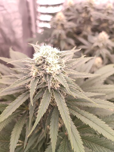 Growreport Bild 97