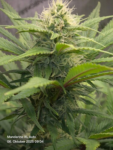 Growreport Bild 13