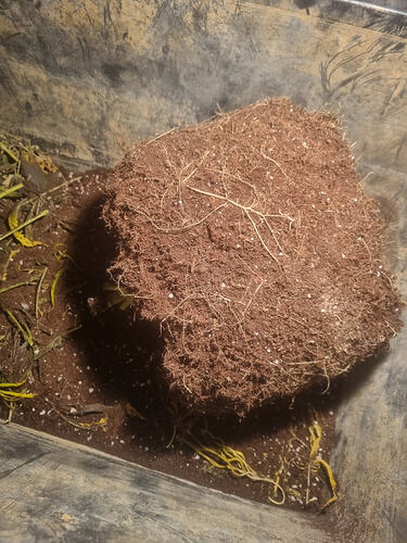 Ein durchwurzelter Erdballen mit sichtbaren Wurzeln, der aus einem Topf genommen wurde.