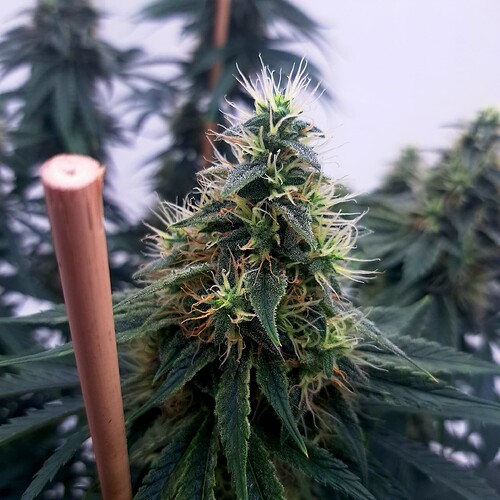Growreport Bild 30