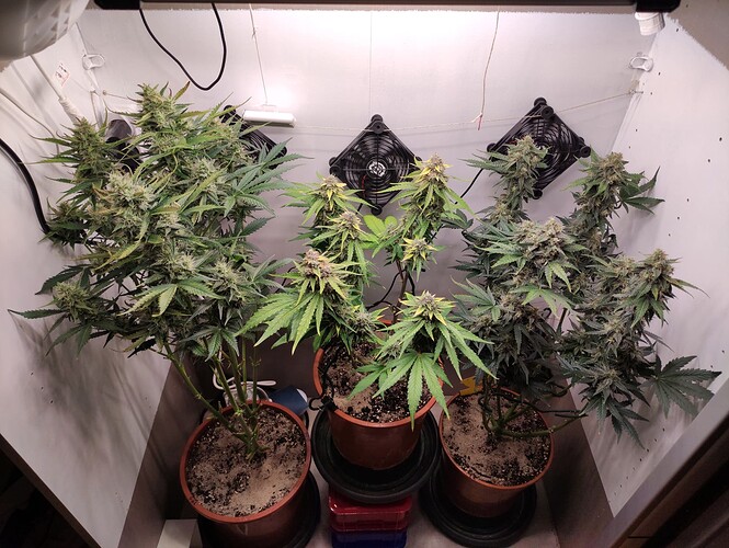 Growreport Bild 31