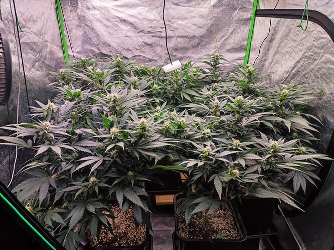 Growreport Bild 22