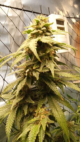 Growreport Bild 2
