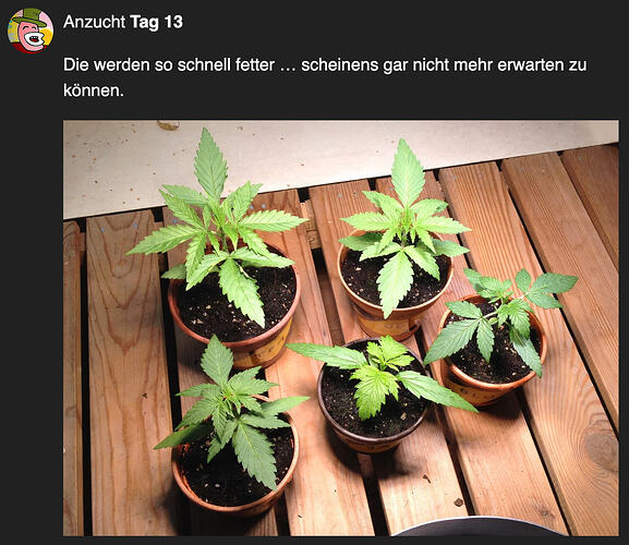 Anzucht24Tag13