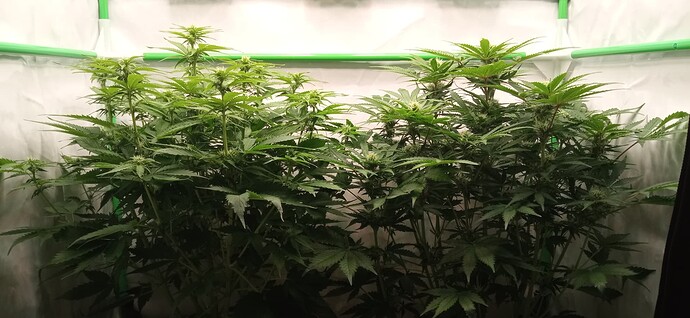 Growreport Bild 4