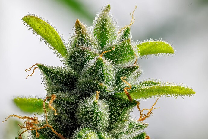 Growreport Bild 3