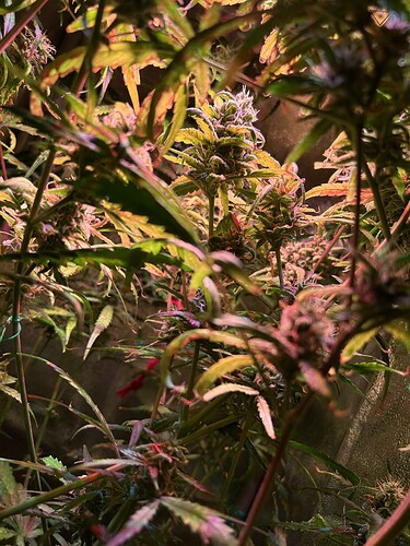 Growreport Bild 5