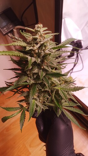 Growreport Bild 19