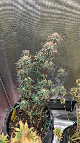 Growreport Bild 1