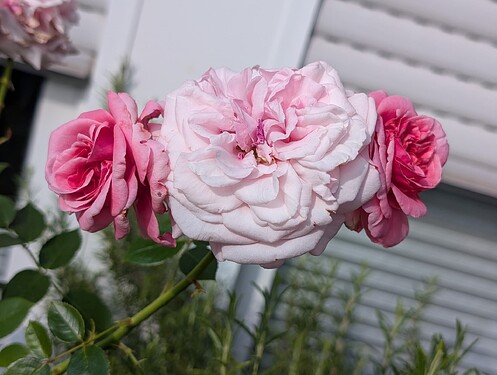 PXL_20250629_155546663