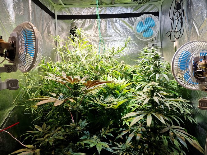 Zwei Cannabis-Pflanzen in einem Zelt, die sich in der Blütephase befinden, mit drei Ventilatoren zur Belüftung.