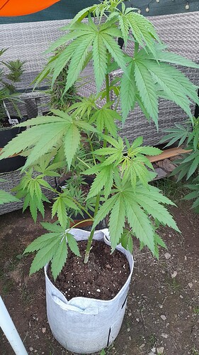 Growreport Bild 3