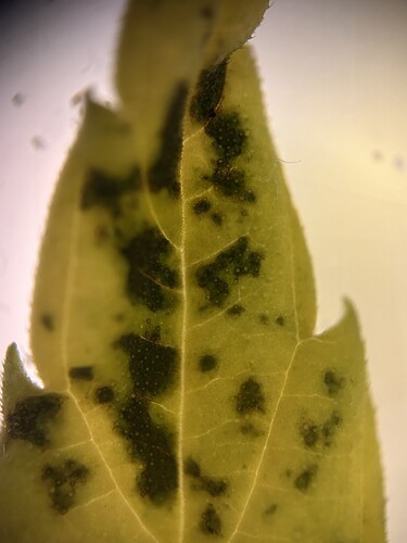 Growreport Bild 2