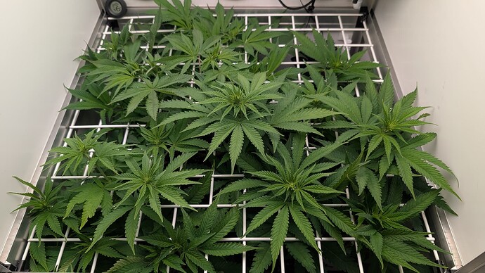 Growreport Bild 3