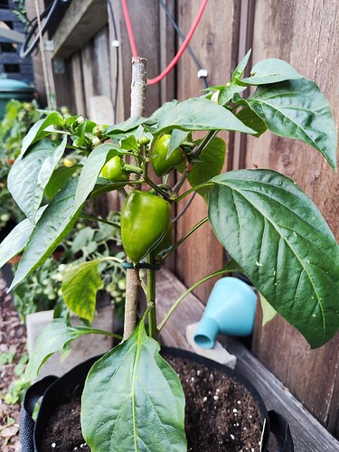 Growreport Bild 34