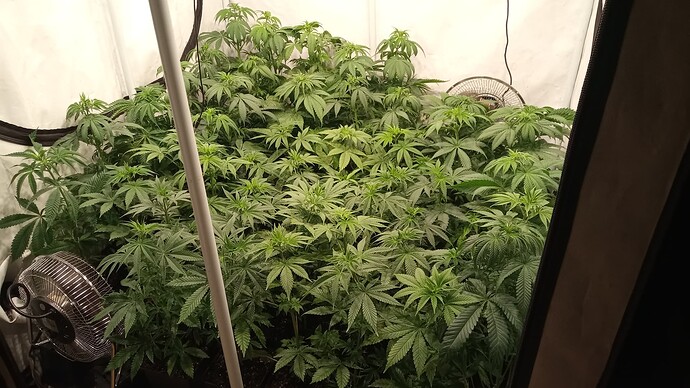Growreport Bild 6