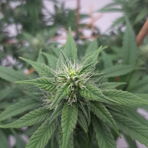 Growreport Bild 8