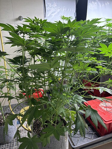 Growreport Bild 5