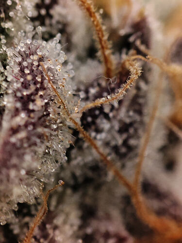 Growreport Bild 60