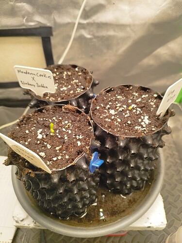 Growreport Bild 4