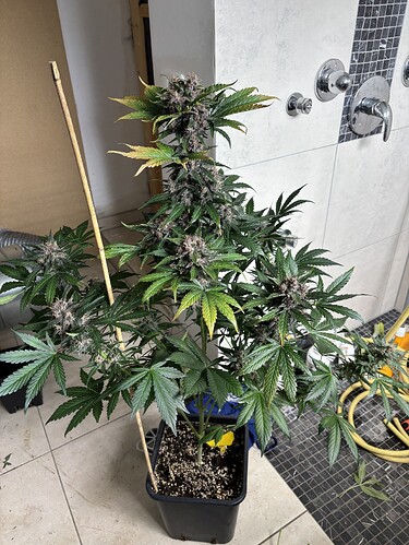 Growreport Bild 46