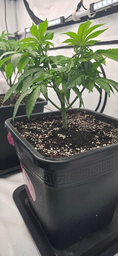 Growreport Bild 33
