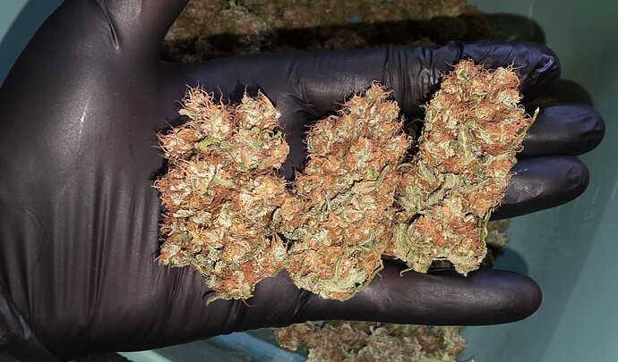 Growreport Bild 84