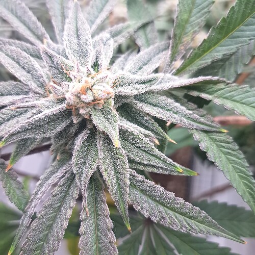 Growreport Bild 22