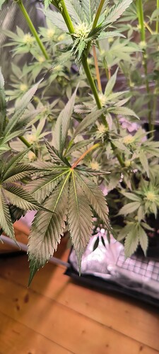 Growreport Bild 5