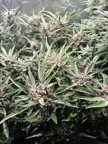 Growreport Bild 10