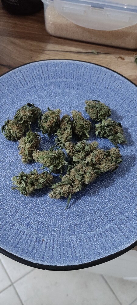 Mein erster Indoor Grow Anfänger, Legalisierung, 60x60x120, Spiderfarmer SF1000, Sonnenerde Bio Hanferde vs. Bio Bizz+FLO, Titan F1, Orion F1 Autoflowers