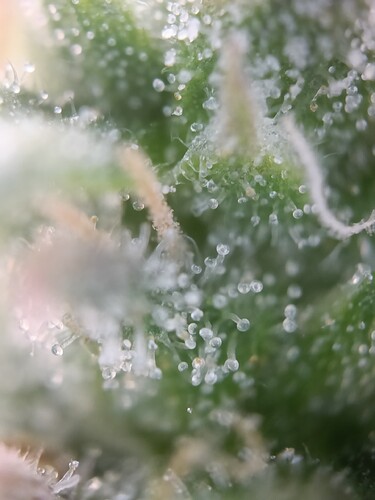 Growreport Bild 29