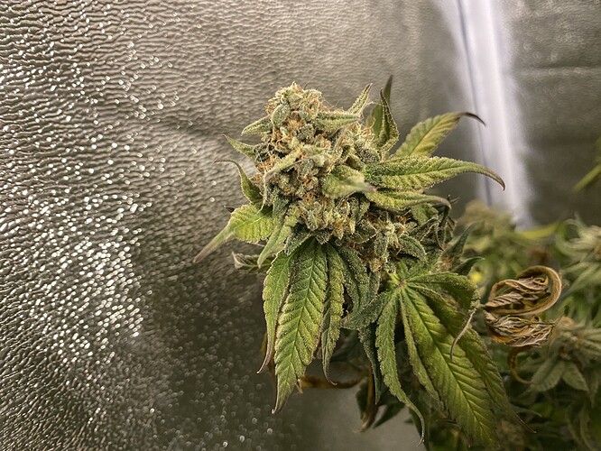 Growreport Bild 4