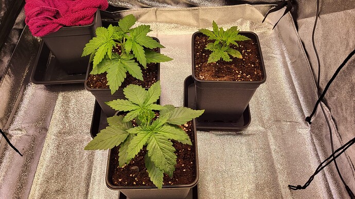 Growreport Bild 1