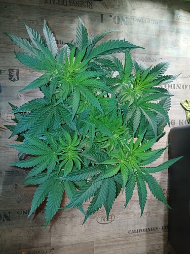 Growreport Bild 13