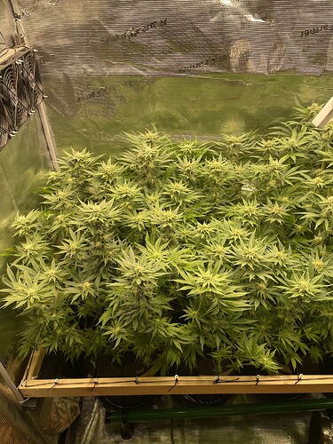 Mehrere blühende Cannabispflanzen in einem Growzelt, die dicht beieinander stehen und von oben beleuchtet werden.