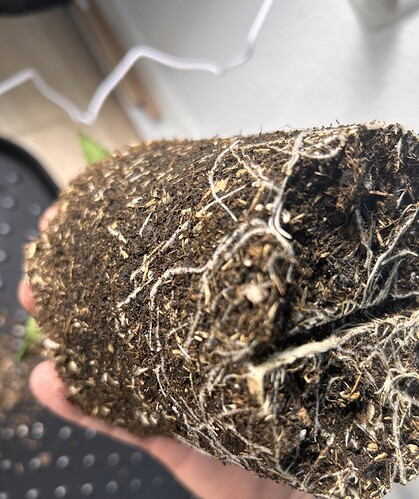 Growreport Bild 15
