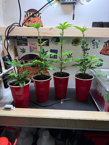 Growreport Bild 29