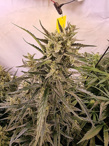 Growreport Bild 6