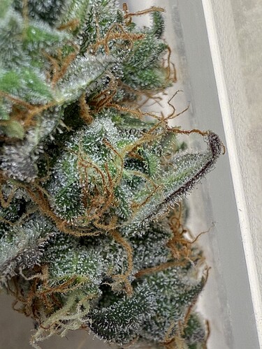 Growreport Bild 13