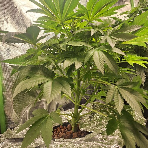 Eine junge Cannabispflanze in der Wachstumsphase, die in einem Topf mit Blähton wächst. Die Pflanze hat mehrere Verzweigungen und breite, grüne Blätter.