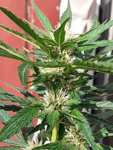 Growreport Bild 76