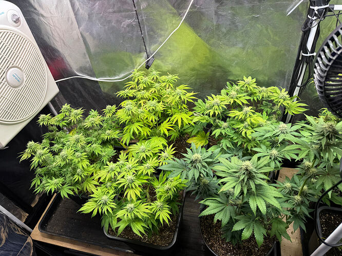 Growreport Bild 4