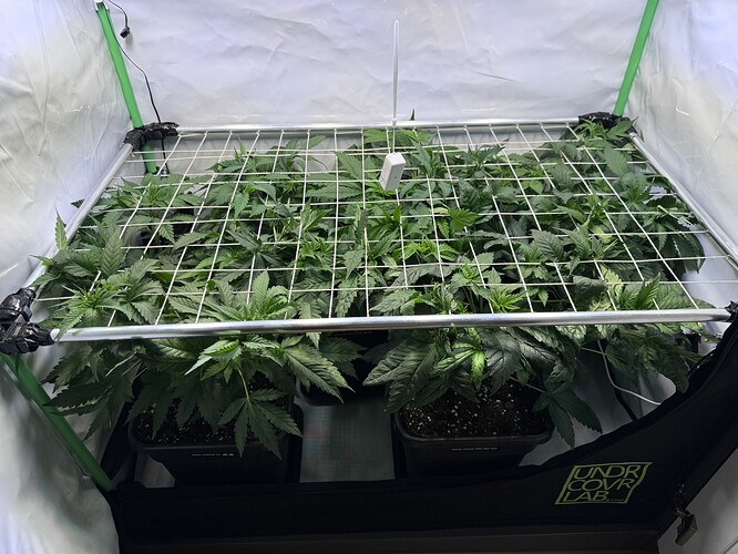 Growreport Bild 1