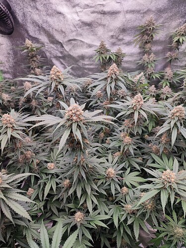 Growreport Bild 15
