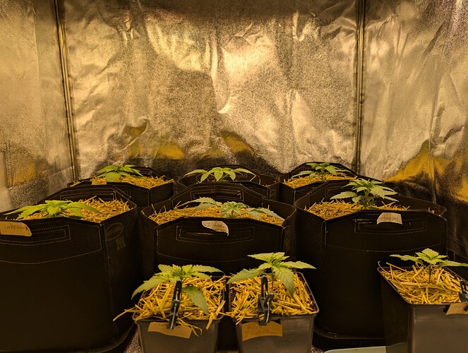 PXL_20240713_195525181