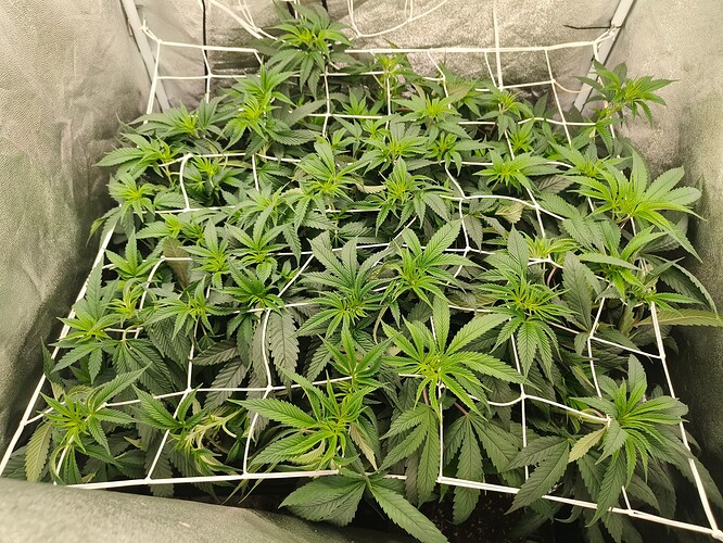 IMG_20240420_160557_389